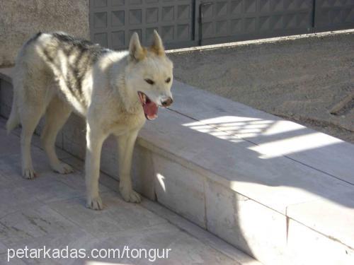 mısır Dişi Sibirya Kurdu (Husky)