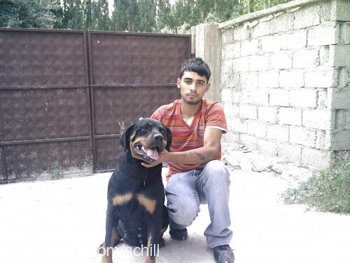 achill&şila Erkek Rottweiler