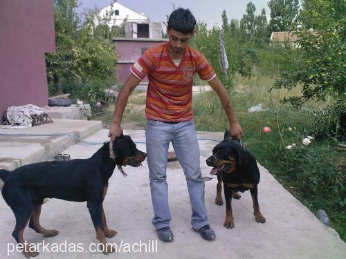 achill&şila Erkek Rottweiler