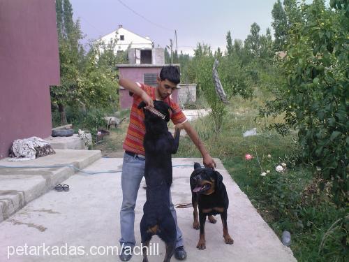 achill&şila Erkek Rottweiler