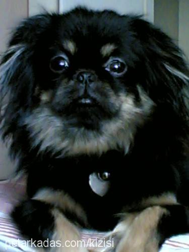 zuzu Dişi Pekingese