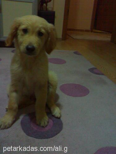 can Erkek Golden Retriever