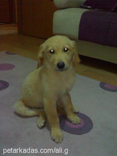 can Erkek Golden Retriever