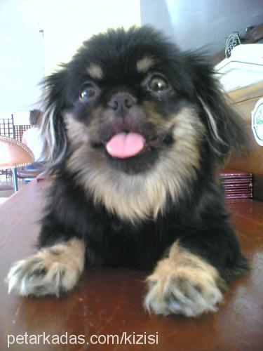 zuzu Dişi Pekingese