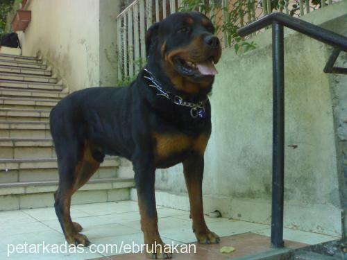 coco Erkek Rottweiler