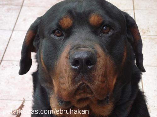 coco Erkek Rottweiler