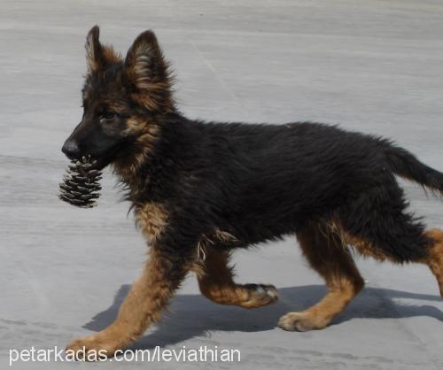 Zeus Erkek Alman Çoban Köpeği