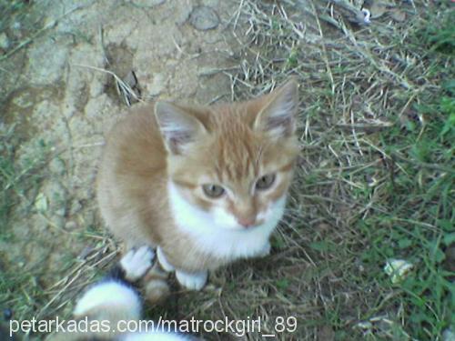 garfield ve ben Erkek Tekir Kedi