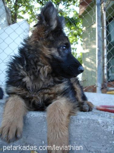 Zeus Erkek Alman Çoban Köpeği