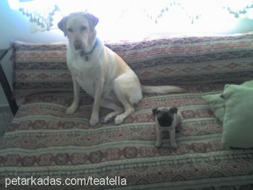 DAISY Dişi Labrador Retriever