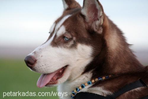 Osman Erkek Sibirya Kurdu (Husky)