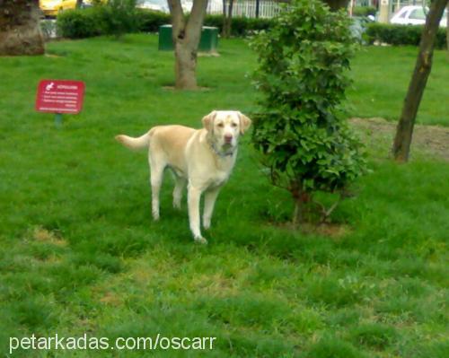 oscar Erkek Labrador Retriever