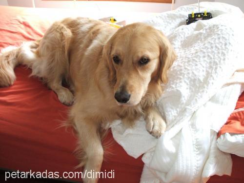 dimidi Dişi Golden Retriever