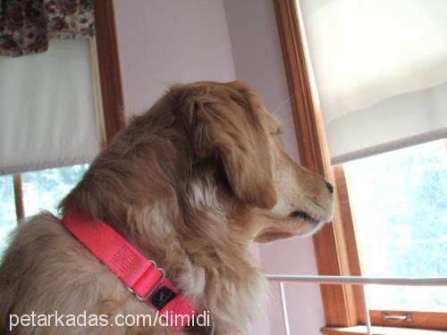 dimidi Dişi Golden Retriever