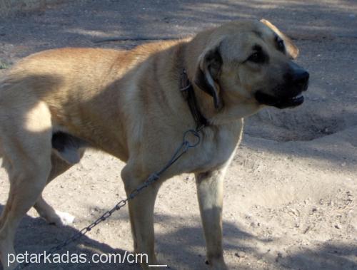 tosun Erkek Kangal