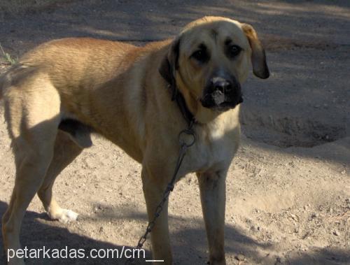 tosun Erkek Kangal