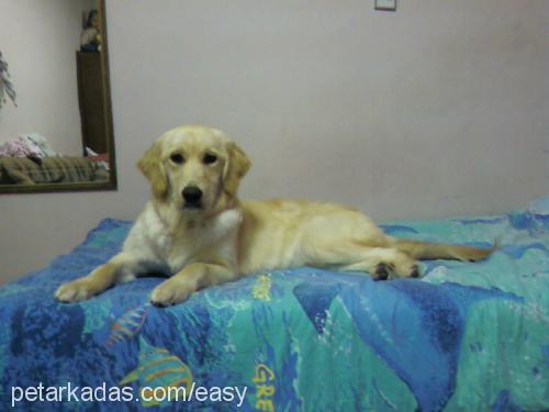 Easy Dişi Golden Retriever