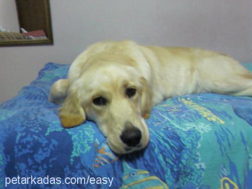 Easy Dişi Golden Retriever