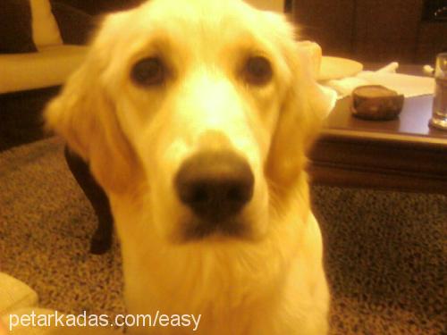 Easy Dişi Golden Retriever