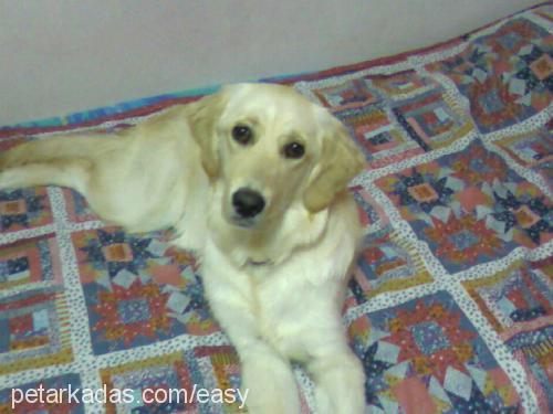 Easy Dişi Golden Retriever