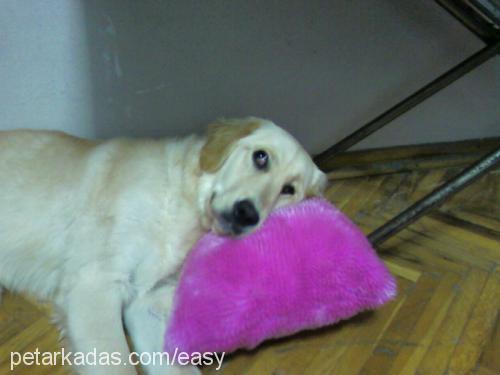 Easy Dişi Golden Retriever