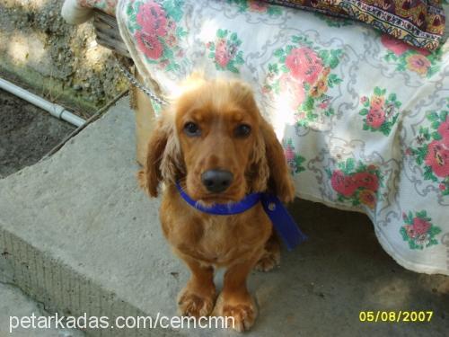 berdush Erkek İngiliz Cocker Spaniel