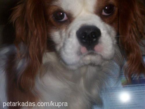 eros Erkek Cavalier King Charles Spanieli