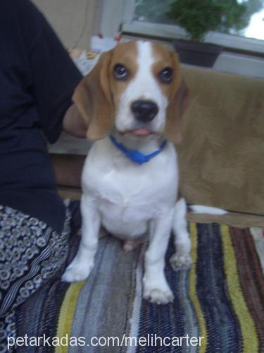 haydut Erkek Beagle