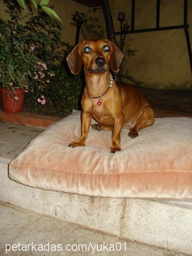 Mia Dişi Dachshund