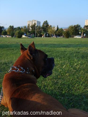 paşa Erkek Boxer