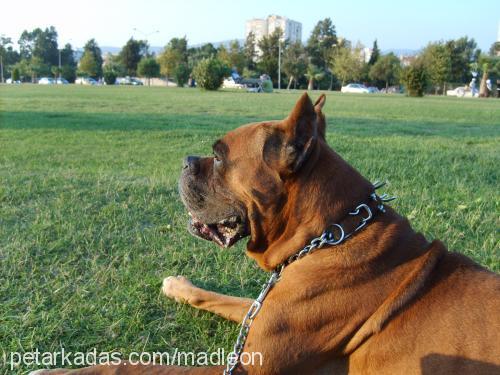 paşa Erkek Boxer