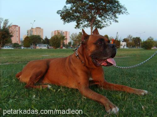 paşa Erkek Boxer