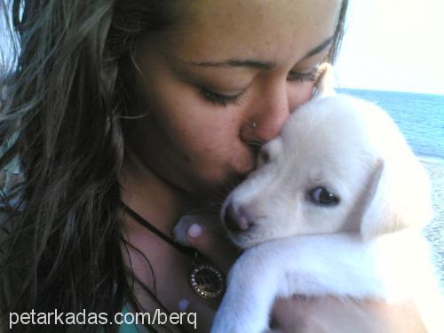 LiköR Dişi Labrador Retriever