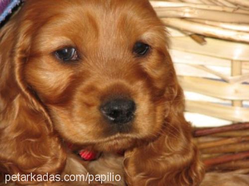 ARES Erkek İngiliz Cocker Spaniel