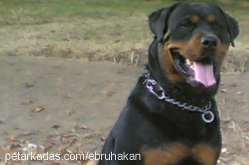 coco Erkek Rottweiler