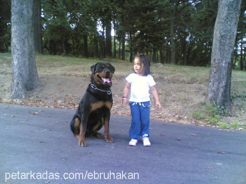 coco Erkek Rottweiler