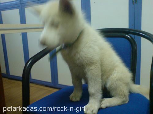 ares Erkek Sibirya Kurdu (Husky)