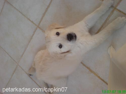 capkın Erkek Golden Retriever