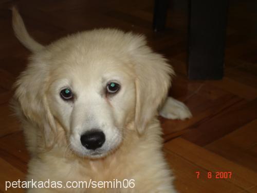 tarçın Dişi Golden Retriever