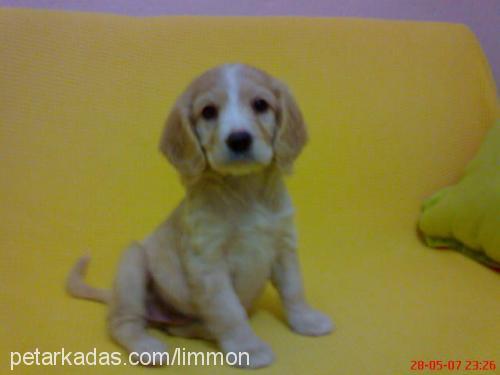 limmon Dişi İngiliz Cocker Spaniel