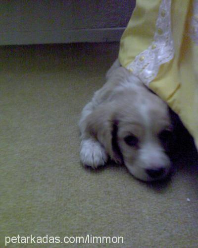 limmon Dişi İngiliz Cocker Spaniel