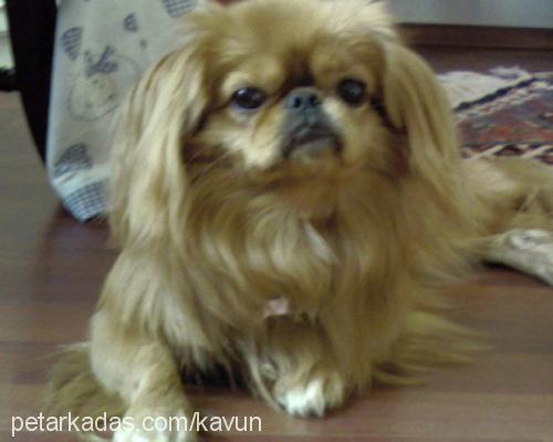 Kavun Erkek Pekingese