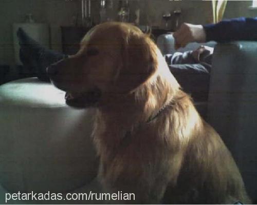 eros Erkek Golden Retriever