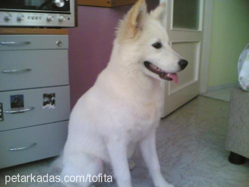 daisy Dişi Samoyed