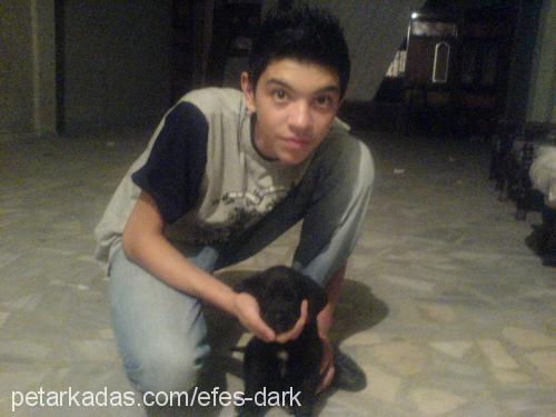 dark Erkek Labrador Retriever