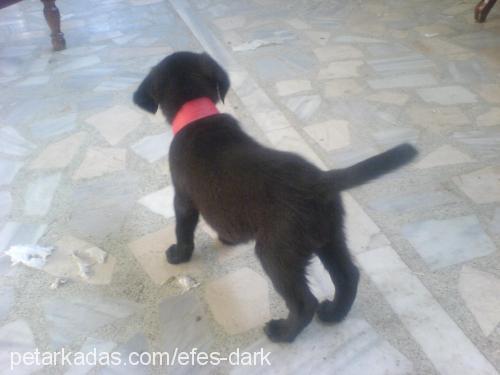 dark Erkek Labrador Retriever