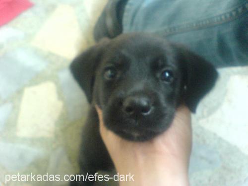 dark Erkek Labrador Retriever