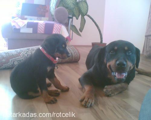 rot-asya Erkek Rottweiler