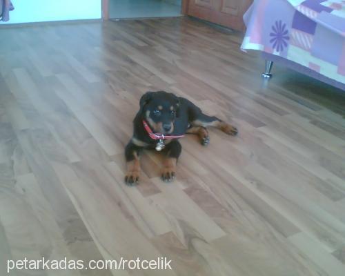 rot-asya Erkek Rottweiler