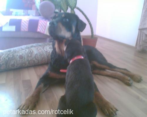 rot-asya Erkek Rottweiler